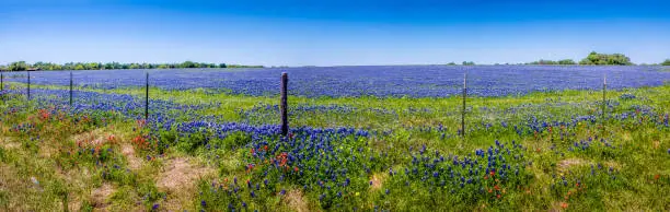 Photo of Panoramic View of a Beautiful Field Blanketed with the Famous Texas Bluebonnet (Lupinus texensis) Wildflowers.