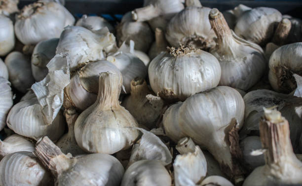 istock Heads of garlic, white. Large lobules. Texture, background. 1166056140