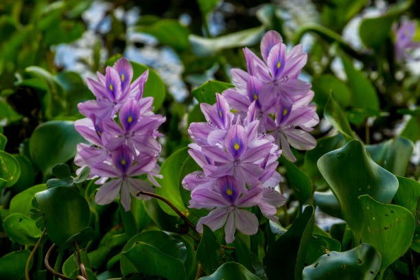 primo piano del bellissimo giacinto d'acqua in fiore - invasive plant foto e immagini stock