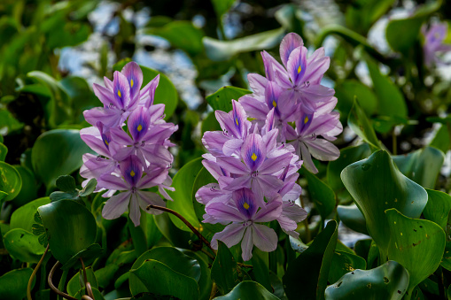 Closeup of Flowering Water Hyacinth (Eichhornia crassipes) Growing Wild in the Swampy Waters of  Brazos Bend, Texas.