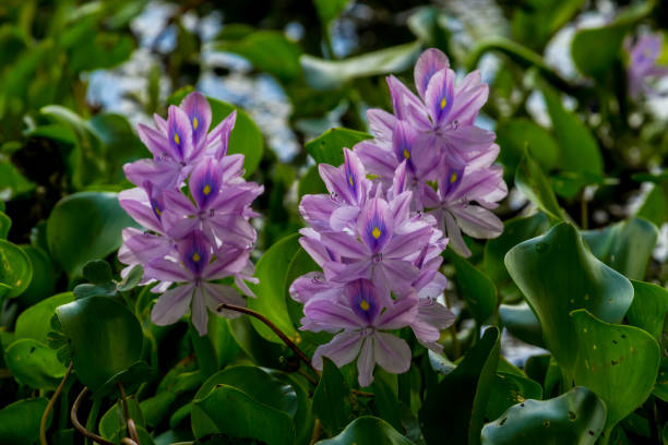 Closeup of Beautiful Flowering Water Hyacinth Closeup of Flowering Water Hyacinth (Eichhornia crassipes) Growing Wild in the Swampy Waters of Brazos Bend, Texas. pride of barbados flower stock pictures, royalty-free photos & images