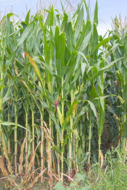 istock Unripe corn crop plantation 1166056744