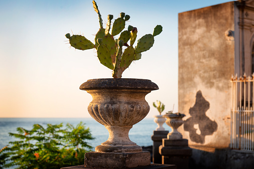 Vase with prickly pears in Aci Castello at sunrise