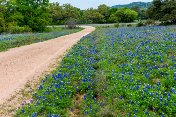 istock Dirt Road with Texas Bluebonnet (Lupinus texensis) Wildflowers. 1166057311