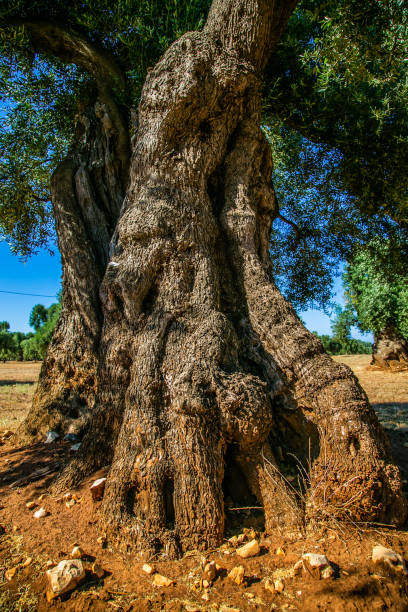 istock Ancient olive trees of Puglia-Italy 1166057540