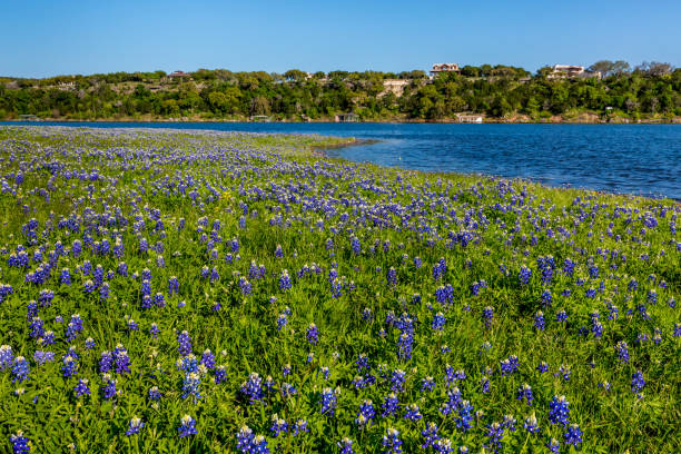 istock Texas Bluebonnets at Lake Travis at Muleshoe Bend in Texas. 1166057580