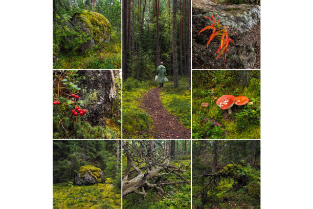 istock Collage from different pictures of beautiful green deep forest 1166059834