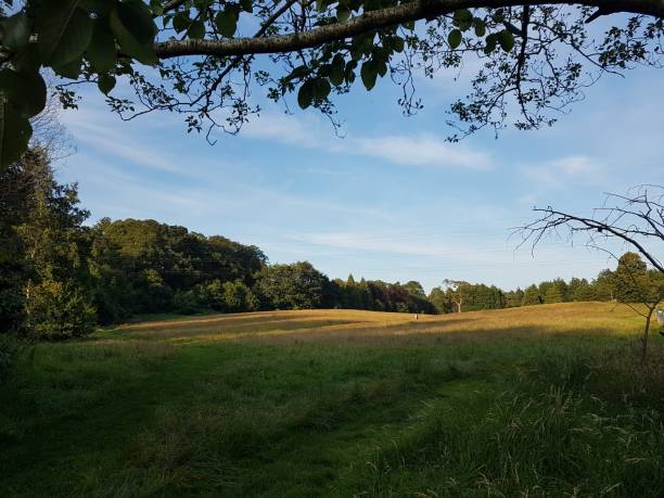 istock Summer's evening view of field 1166060007