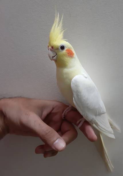 istock Friendly cockatiel with expressive face perched on a human finger. 1166062165