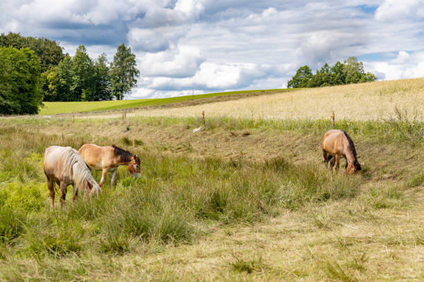 istock Horses on the grassland. 1166063719