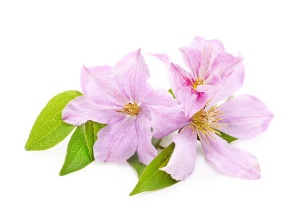 istock Purple clematis with green leaves. 1166064348
