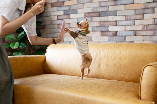 Person playing with small dog on sofa