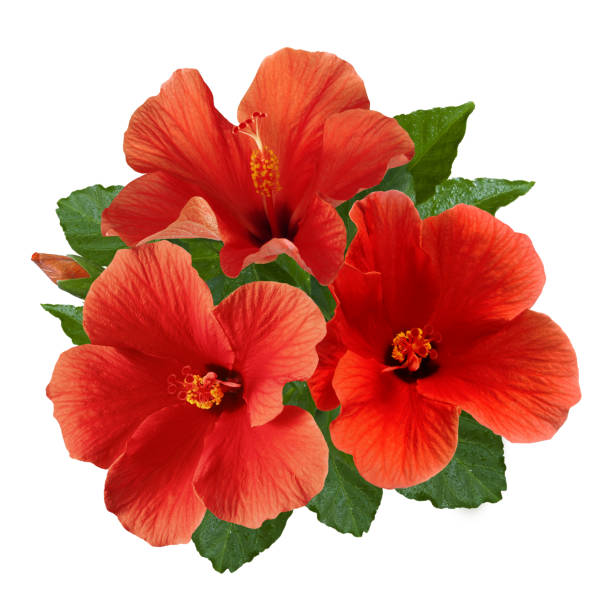 istock red hibiscus flowers and buds 1166067802