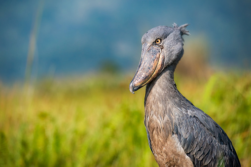 Wildlife shot of an extremely rare Shoebill (Balaeniceps rex) at the shores of Lake Victoria, Uganda. This stork-like waterbird is getting up to a height of 120 cm, outstanding is the unique bill. While the shoebill is called a stork, genetically speaking it is more closely related to the pelican or heron families. The shoebill is could be found in wetlands or swamps in a few regions of Eastern and Central Africa and it is critical endangered.