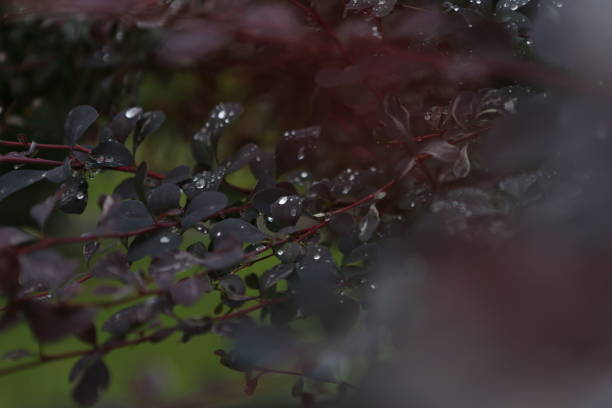 istock drops water leaves red bush freshness after rain 1166068484