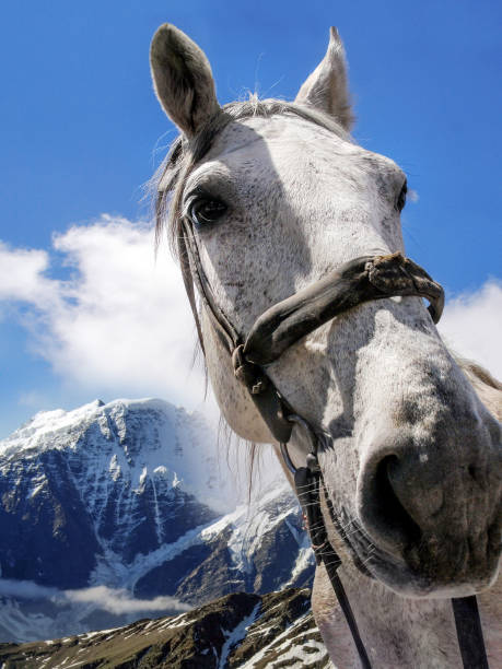 a white horse, cloudy blue sky and Elbrus Caucasus mountains peaks landscape