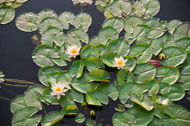 lis blanc dans l'étang - lotus reflection flower single flower photos et images de collection