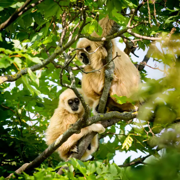 Close-up of a White-Handed Gibbon mother with her young sitting in the treetop