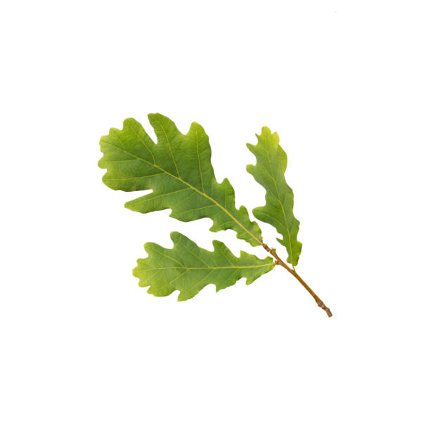 istock Branch of oak with leaves isolated on white 1166073174