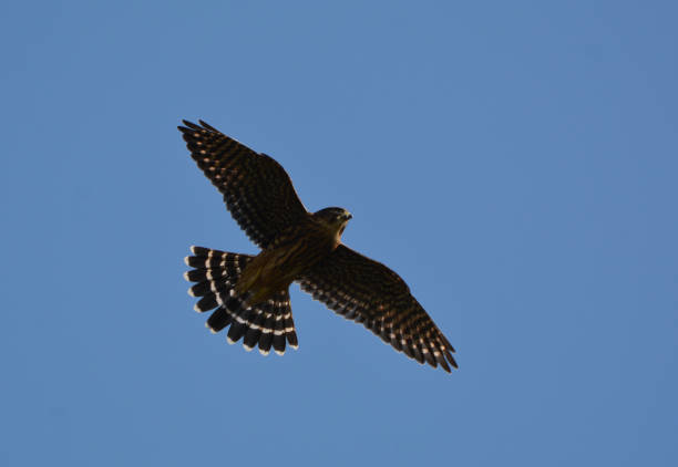 Merlin Hawk Young Merlin hawks that have fledged from nest falco columbarius stock pictures, royalty-free photos & images