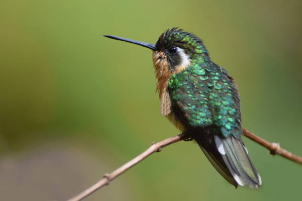 istock White Throated Mountain Gem Hummingbird 1166075916