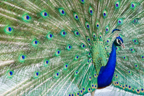 istock Indian male peacock with open wings 1166076034