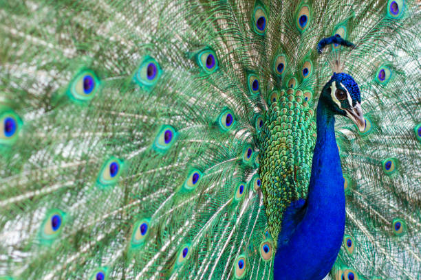istock Indian male peacock with open wings 1166076176