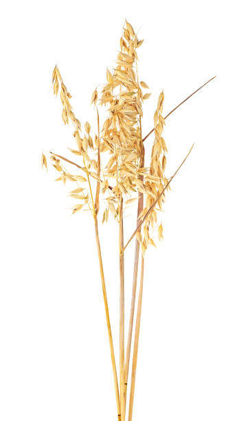istock Oat spike or ears isolated on a white background, close-up. 1166076188
