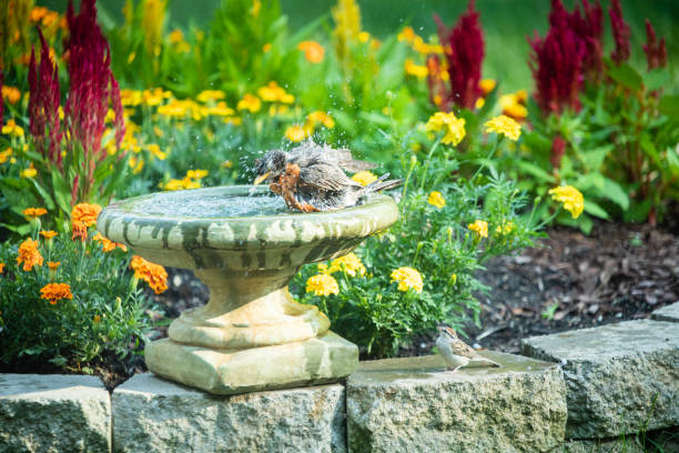 istock Robin enjoying a bird bath on a hot day 1166076759