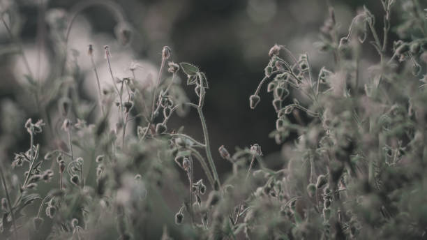 istock photo of a bunch flowers just before dusk 1166076796