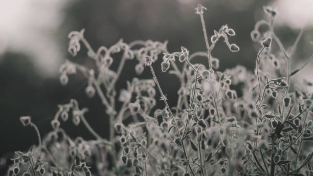 istock photo of a bunch flowers just before dusk 1166076843