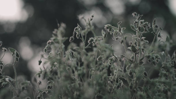 istock photo of a bunch flowers just before dusk 1166076845