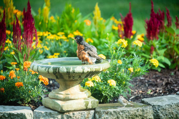 istock Robin enjoying a bird bath on a hot day 1166076868