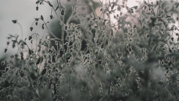 photo of a bunch flowers just before dusk