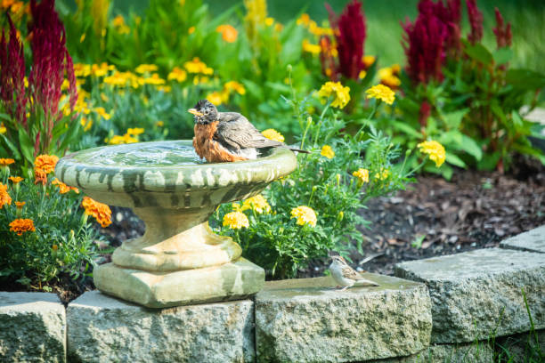 istock Robin enjoying a bird bath on a hot day 1166076966