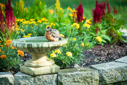 A robin cleaning itself in a bird bath in the flower garden.  A bird buddy is waiting for its turn.