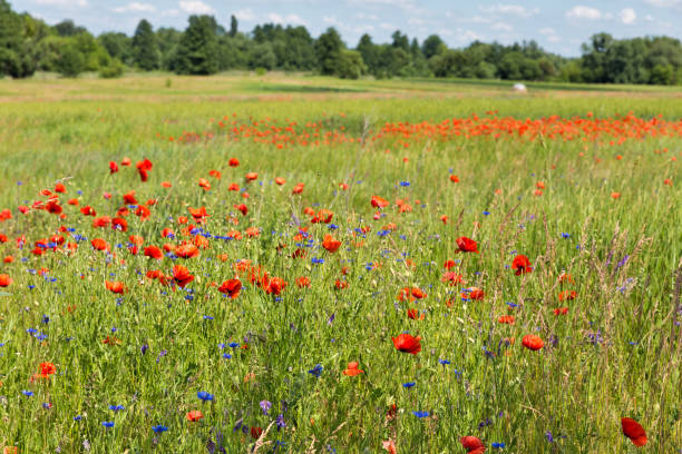 istock Summer landscape with wild poppies 1166078800