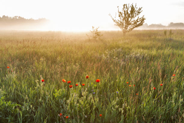 istock Landscape with haze over Ros river, Ukraine. 1166078845