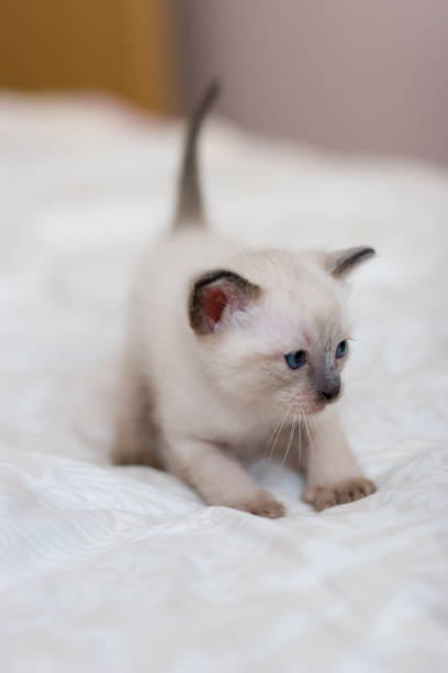 istock Siamese kitten is standing in a pose before jumping on a blanket. 1166078931
