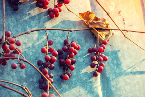 Red wine grapes on the grapevine against metal background