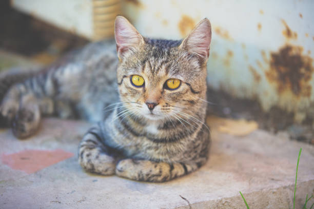 istock Cute gray cat sitting outdoors in the yard 1166079027