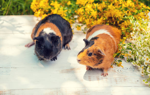istock Two guinea pigs with flowers outdoors in summer 1166079109