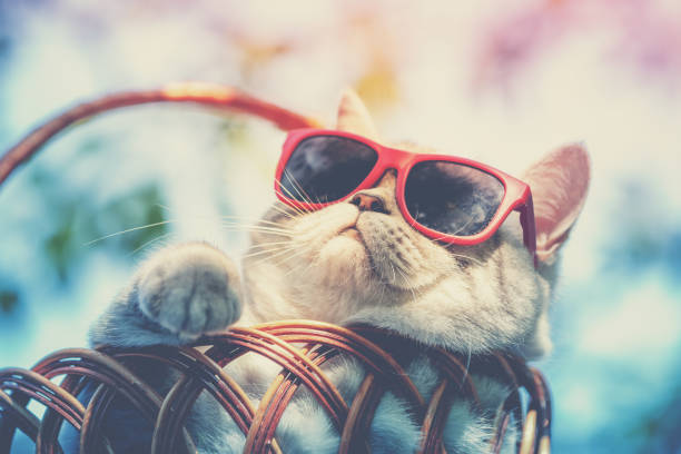 Portrait of a funny cat wearing sunglasses lying in a basket outdoors in summer. Cat enjoying summer and looking at the sun stock photo