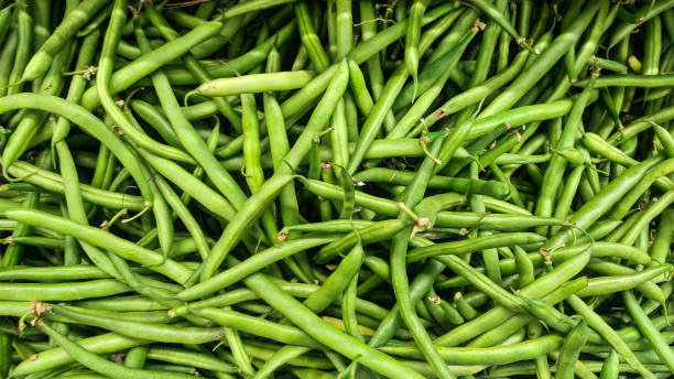 green pod - green bean bean pod nobody imagens e fotografias de stock