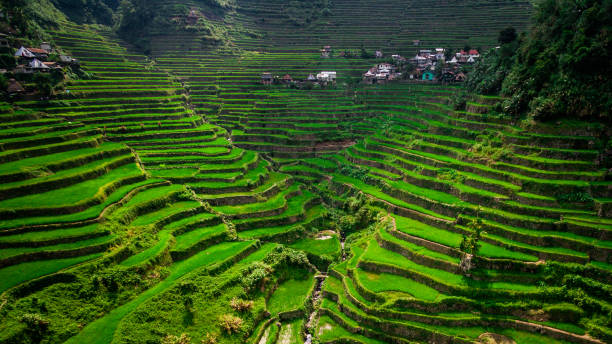 veduta aerea di batad rice terraces, provincia di ifugao, isola di luzon, filippine - ifugao foto e immagini stock