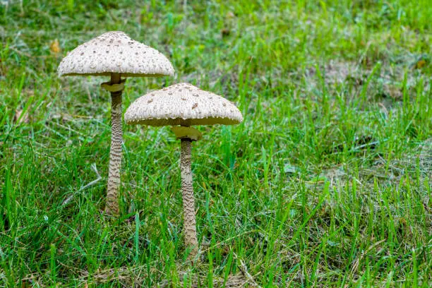 Photo of Macrolepiota procera, the parasol mushroom with a large, prominent fruiting body