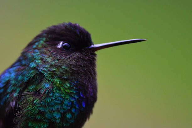 istock Green Violetear Hummingbird 1166082451