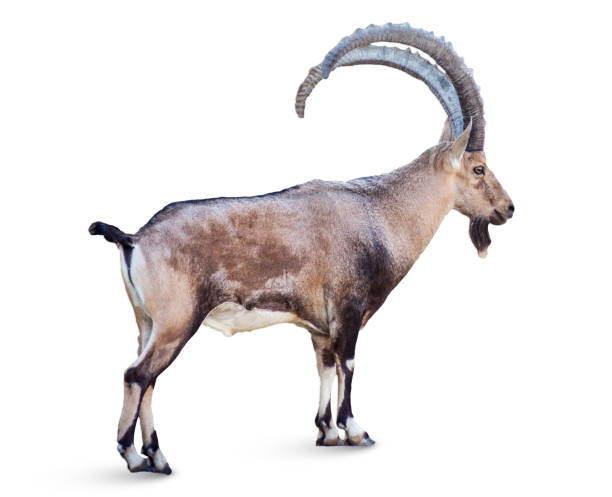 12,278 Ibex Stock Photos, Pictures & Royalty-Free Images - iStock | Alpine ibex, Nubian ibex, Ibex mountain 12,278 Ibex Stock Photos, Pictures & Royalty-Free Images - iStock | Alpine ibex, Nubian ibex, Ibex mountain