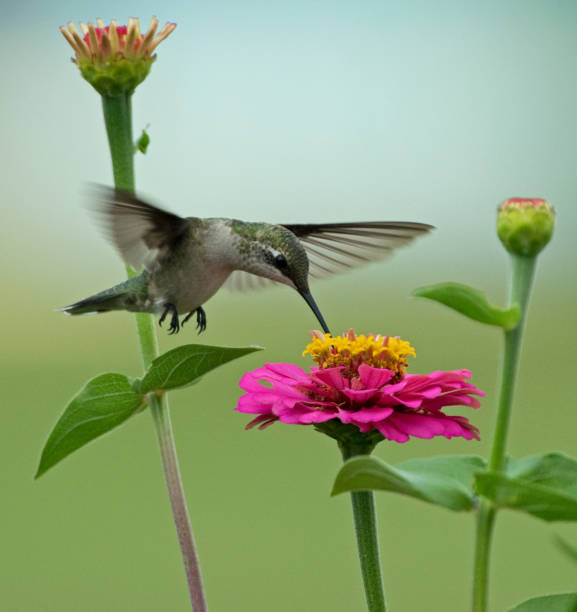 istock Hummingbird feeding from flower 1166085587