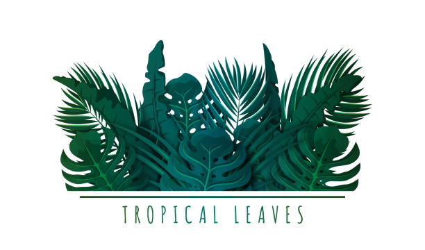 Tropical palm leaves. Exotic leaves and plants. Floral background for banner, flyer or invitation design. Green jungle foliage Tropical palm leaves. Exotic leaves and plants. Floral background for banner, flyer or invitation design. Green jungle foliage. Vector tropical tree stock illustrations
